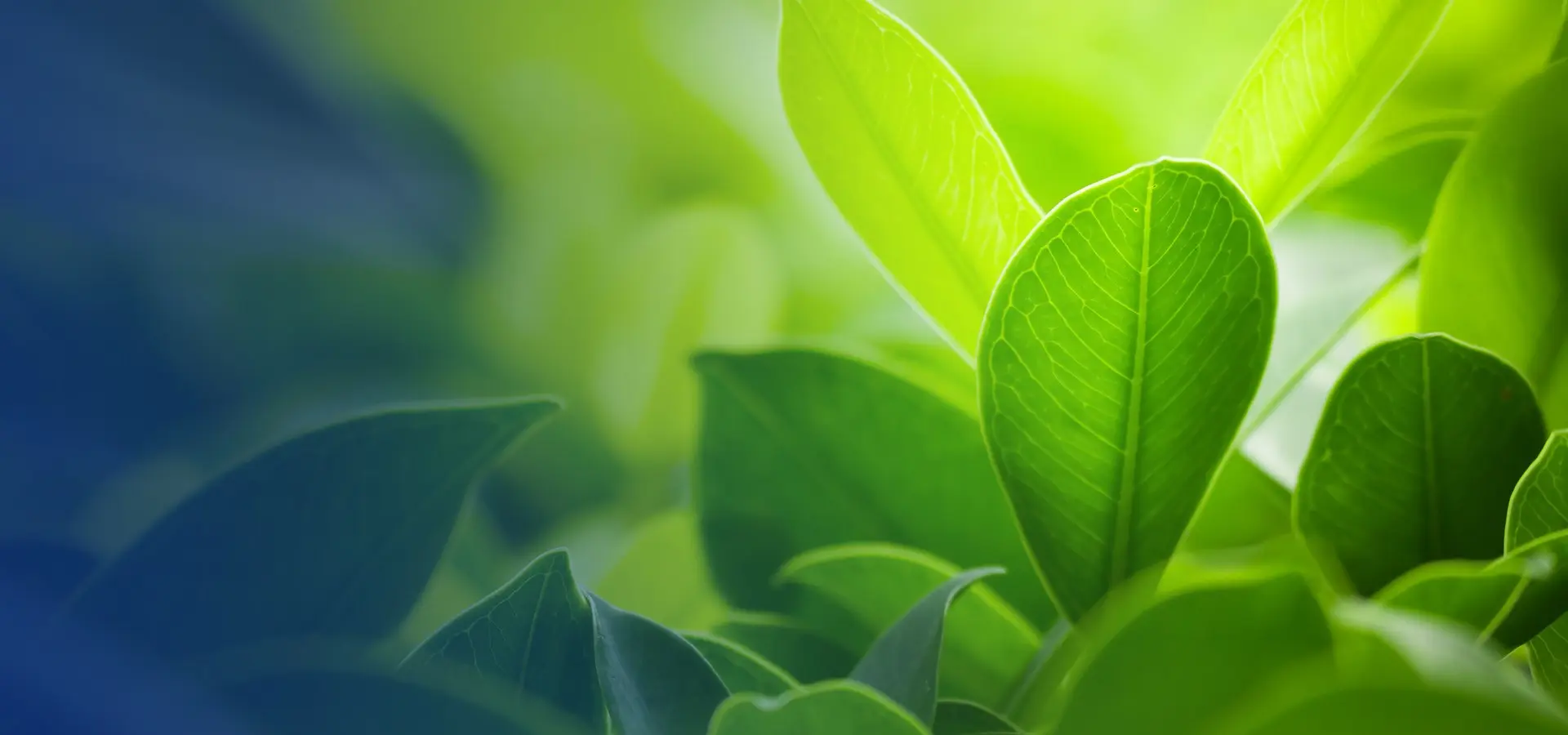 Embracing Sustainability at Saya Homes: A Commitment to a Greener Future